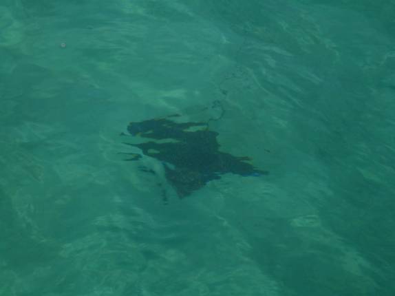Pequenas arraias-chita nadam sob a ponte que liga Providencia à Santa Catalina, na Colômbia